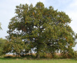 Jobba tölgy - Több, mint 250 éves tölgyfa